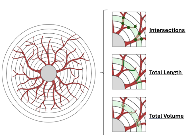 Concentric circles around the soma of a traced astrocyte, with insets showing intersections, total length and total volume per shell