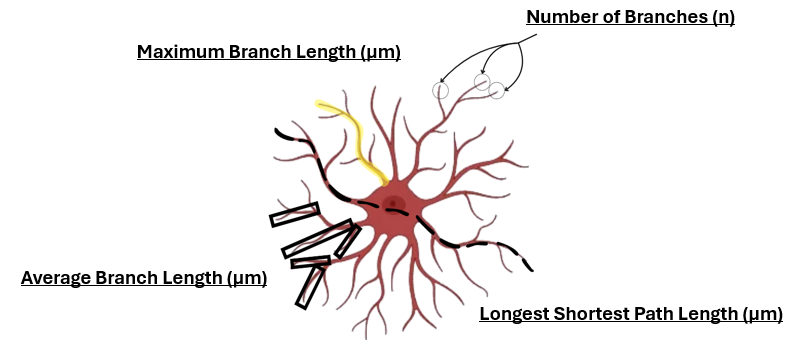 Astrocyte drawing showing number of branches, maximum branch length, average branch length and longest shortest path