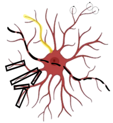 Astrocyte traced across the planes of a Z-stack